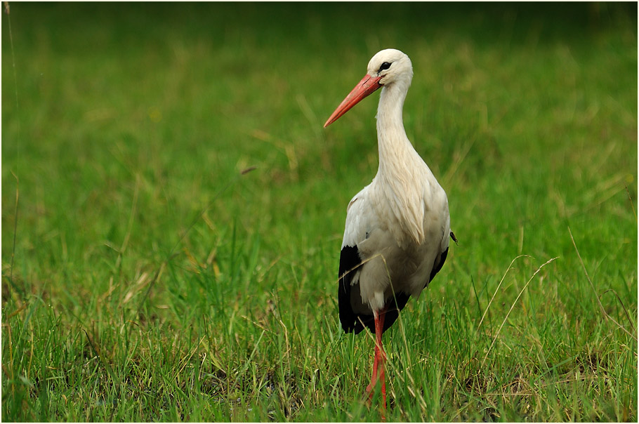 Weißstorch (Ciconia ciconia)