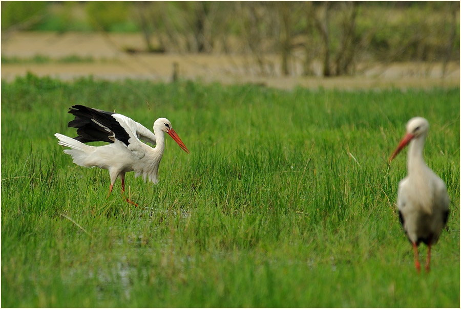 Weißstorch (Ciconia ciconia)