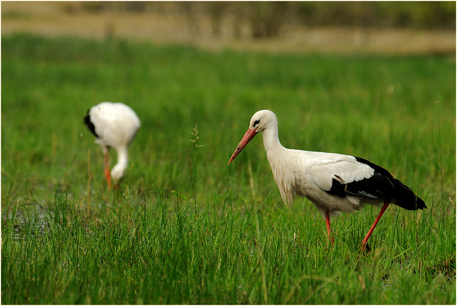 Weißstorch (Ciconia ciconia)