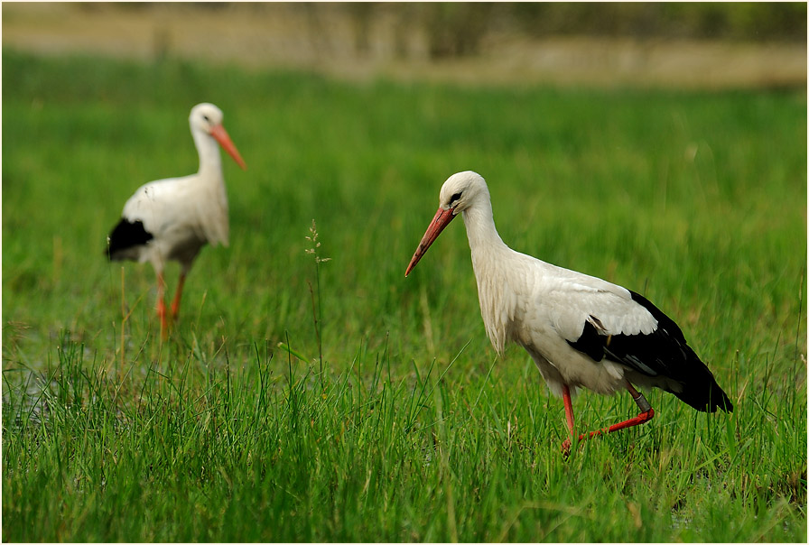 Weißstorch (Ciconia ciconia)