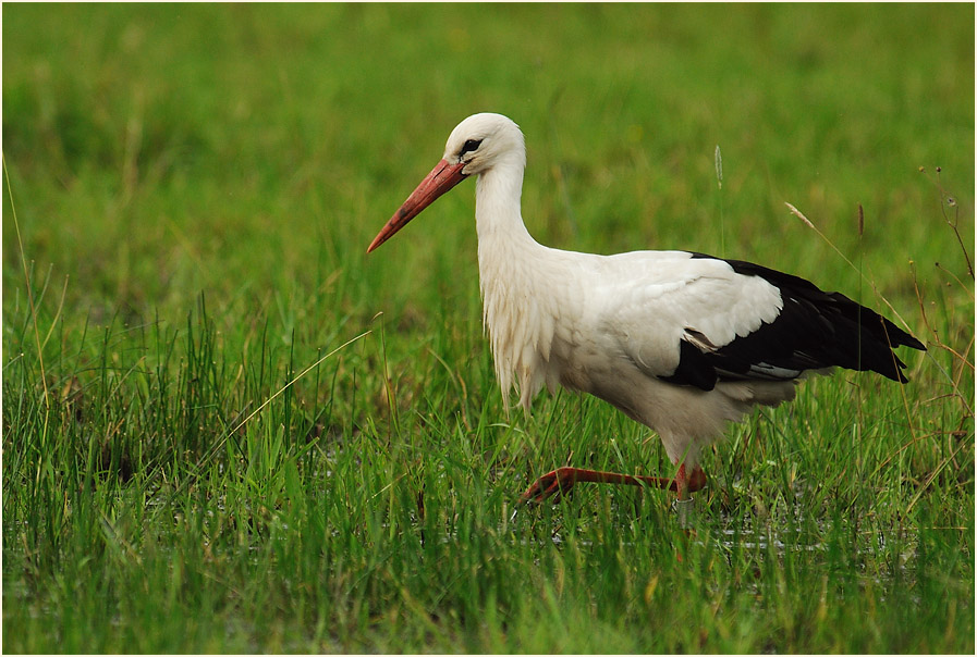 Weißstorch (Ciconia ciconia)