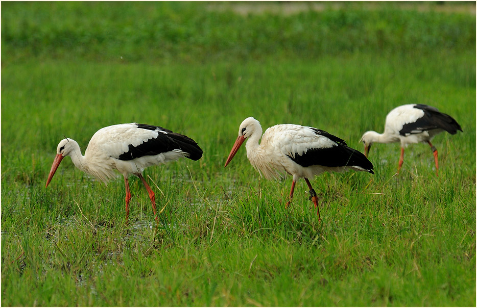 Weißstorch (Ciconia ciconia)