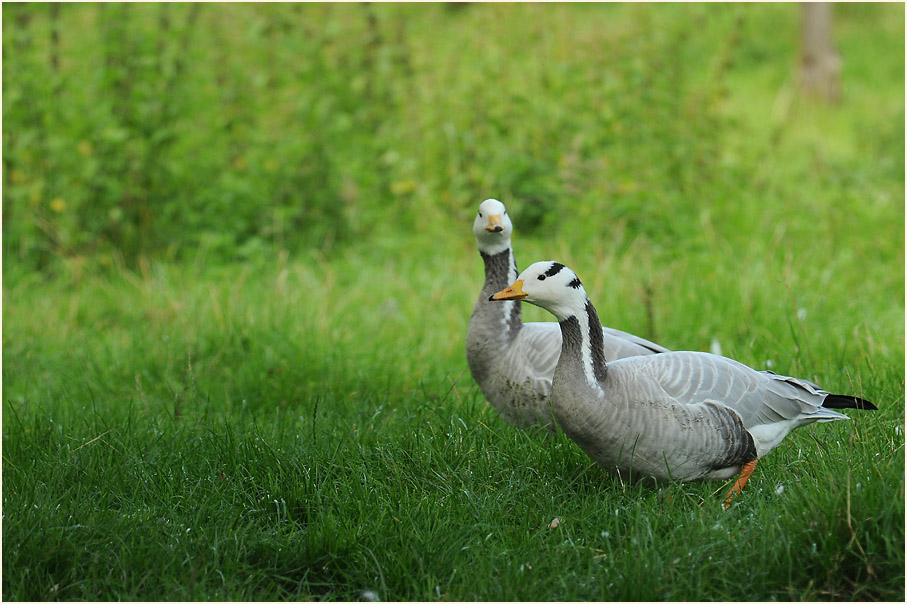 Streifengans (Anser indicus)