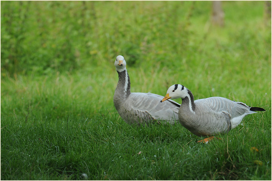 Streifengans (Anser indicus)