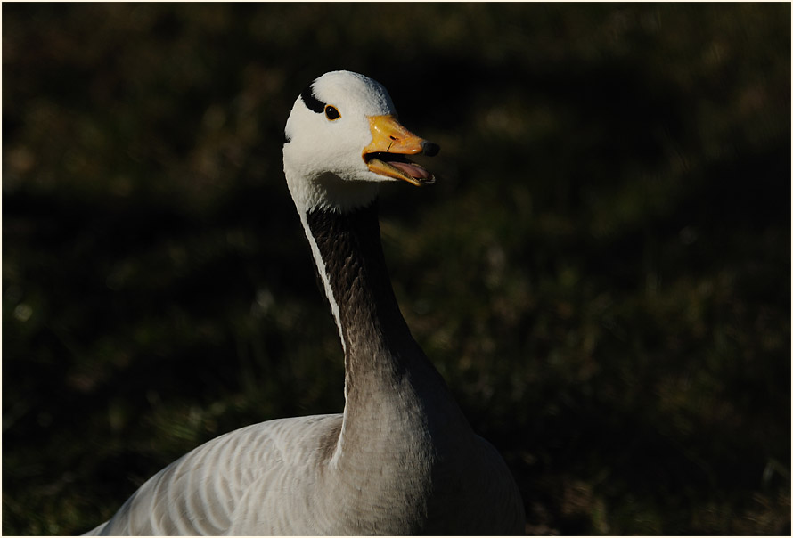 Streifengans (Anser indicus)