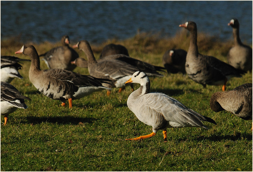 Streifengans (Anser indicus)