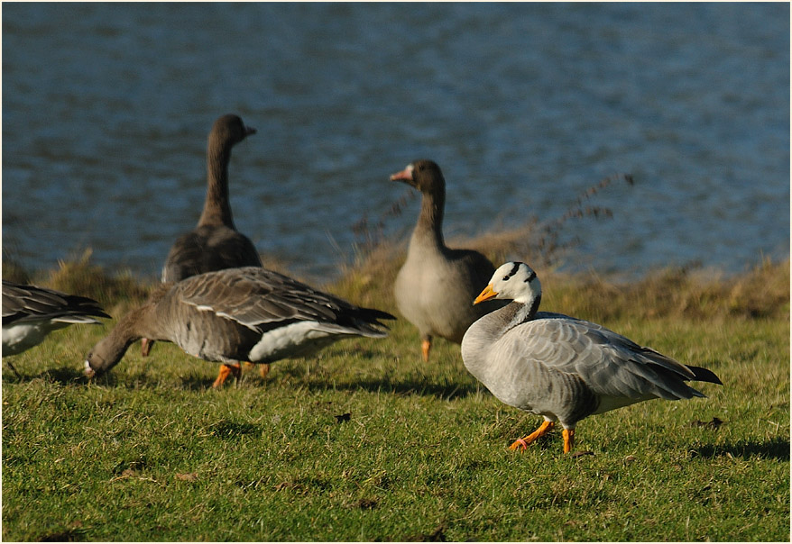 Streifengans (Anser indicus)