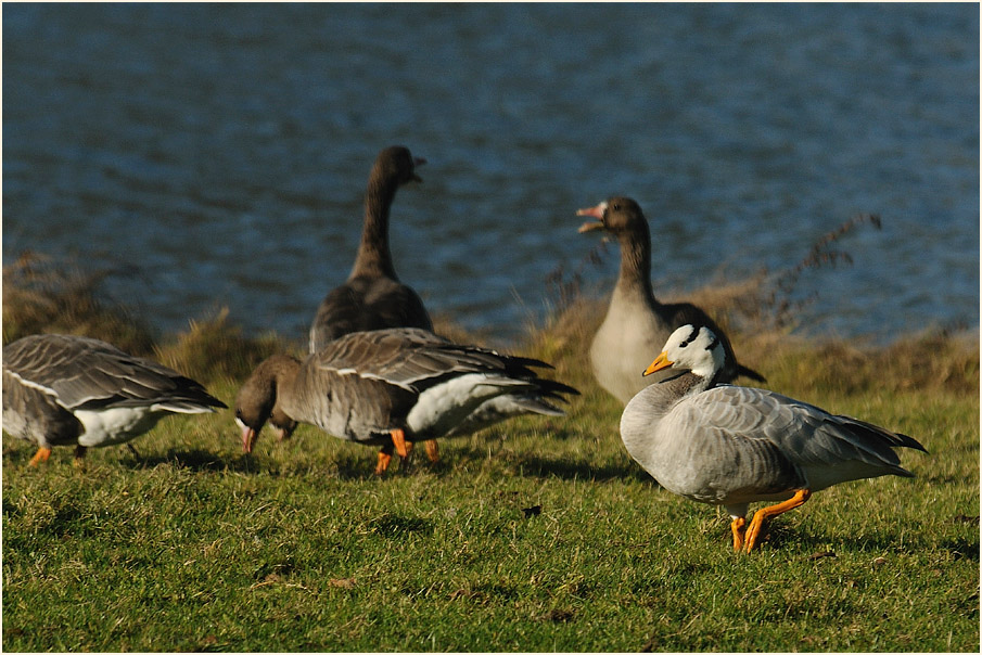 Streifengans (Anser indicus)