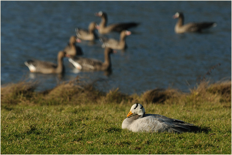 Streifengans (Anser indicus)