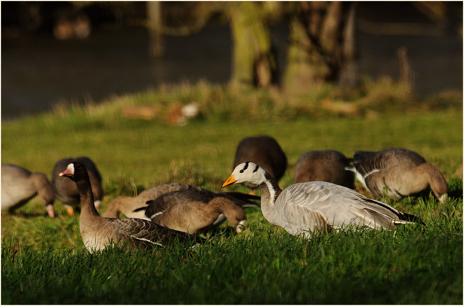 Streifengans (Anser indicus)