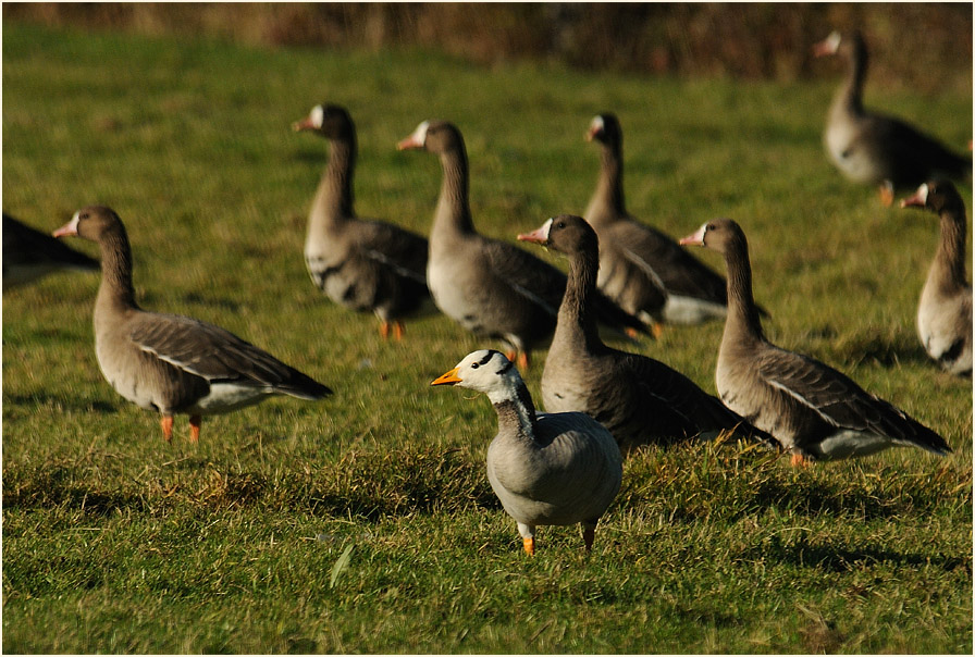 Streifengans (Anser indicus)