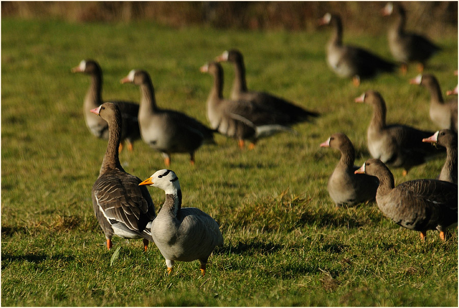 Streifengans (Anser indicus)