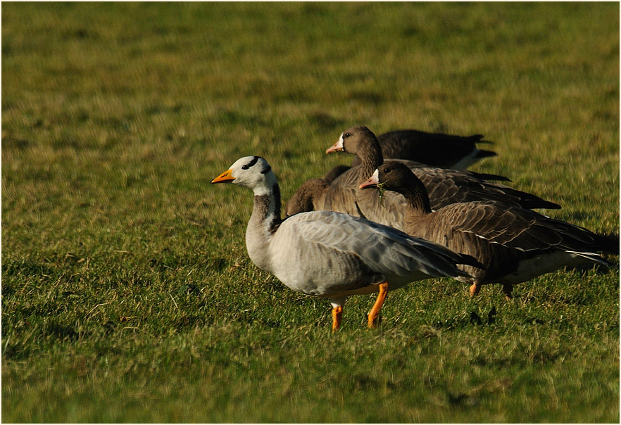 Streifengans (Anser indicus)