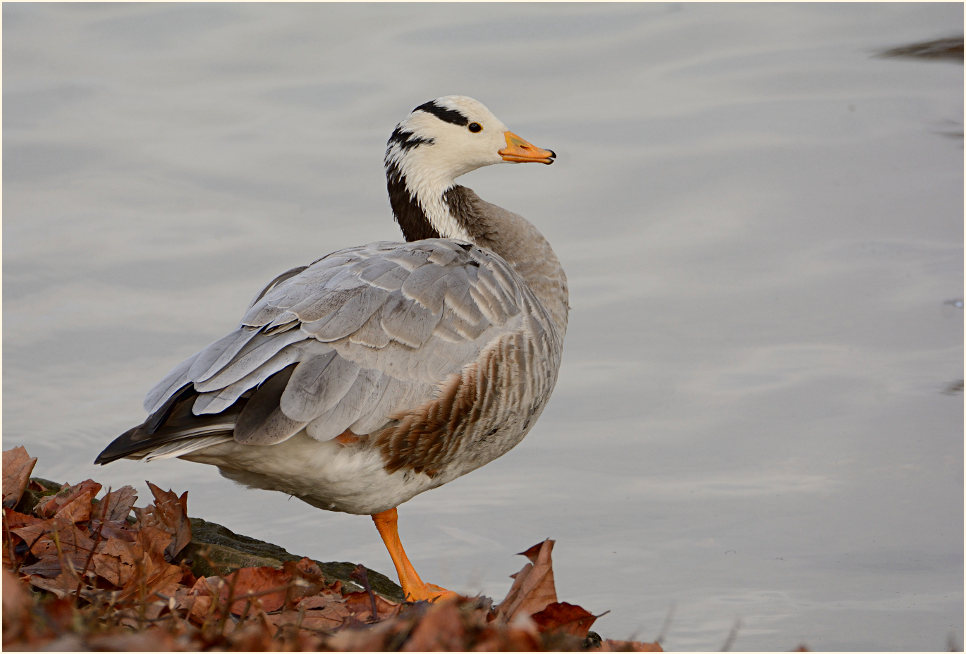 Streifengans (Anser indicus)