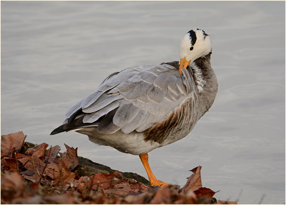 Streifengans (Anser indicus)