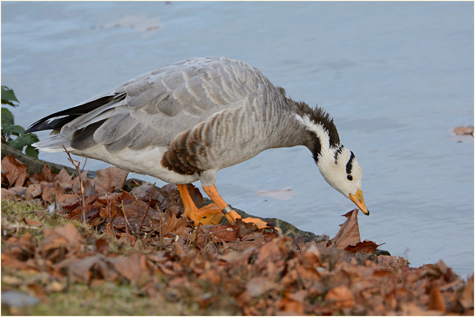 Streifengans (Anser indicus)