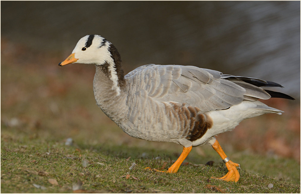 Streifengans (Anser indicus)