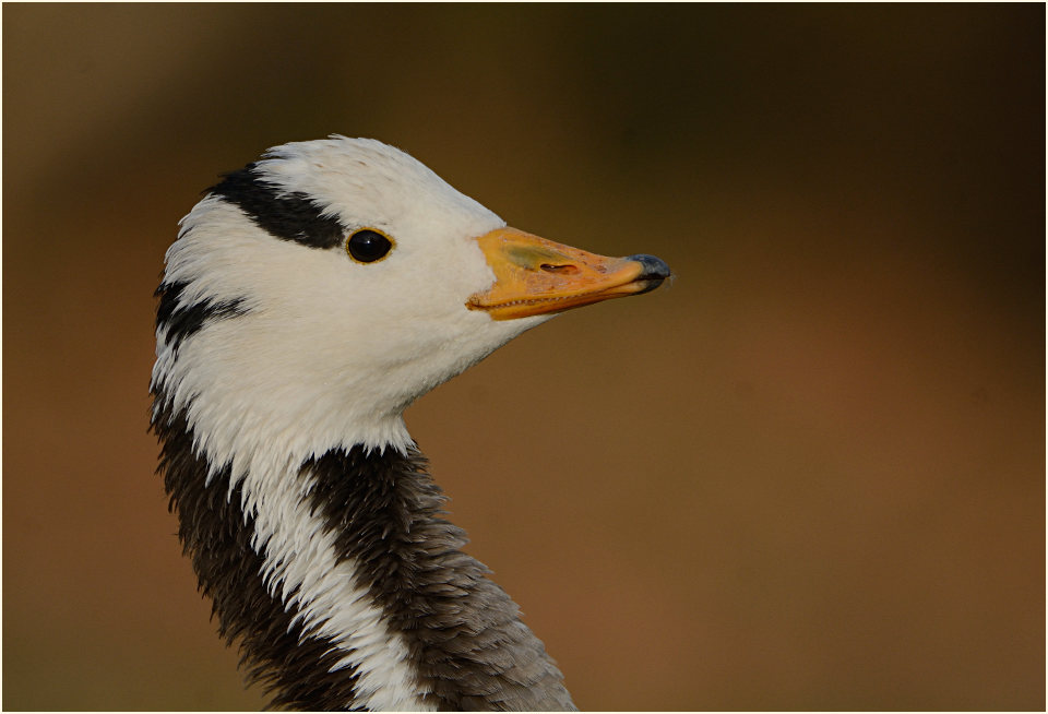 Streifengans (Anser indicus)