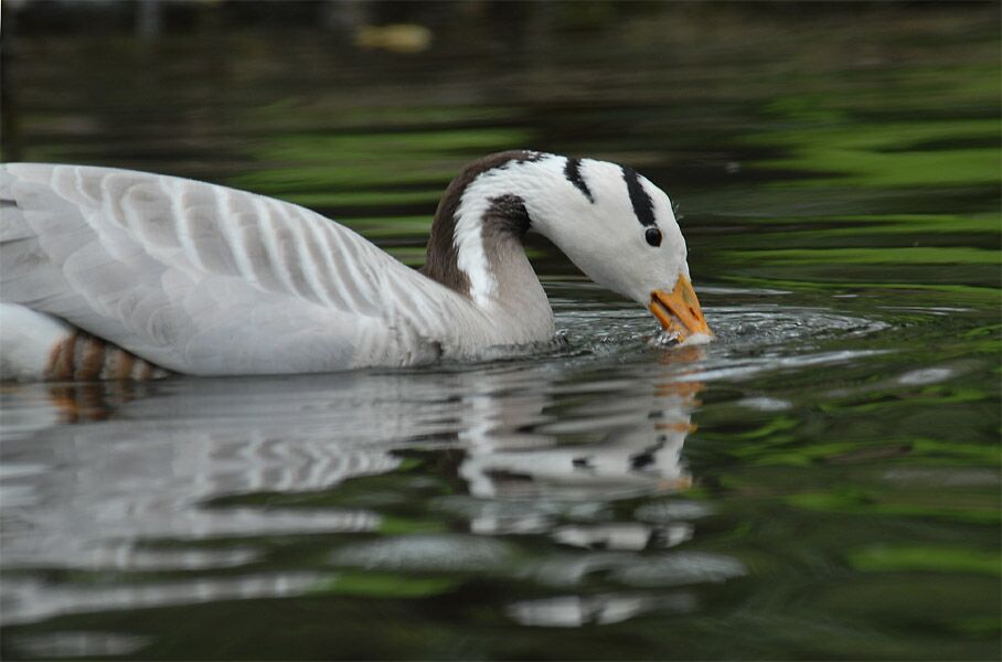 Streifengans (Anser indicus)