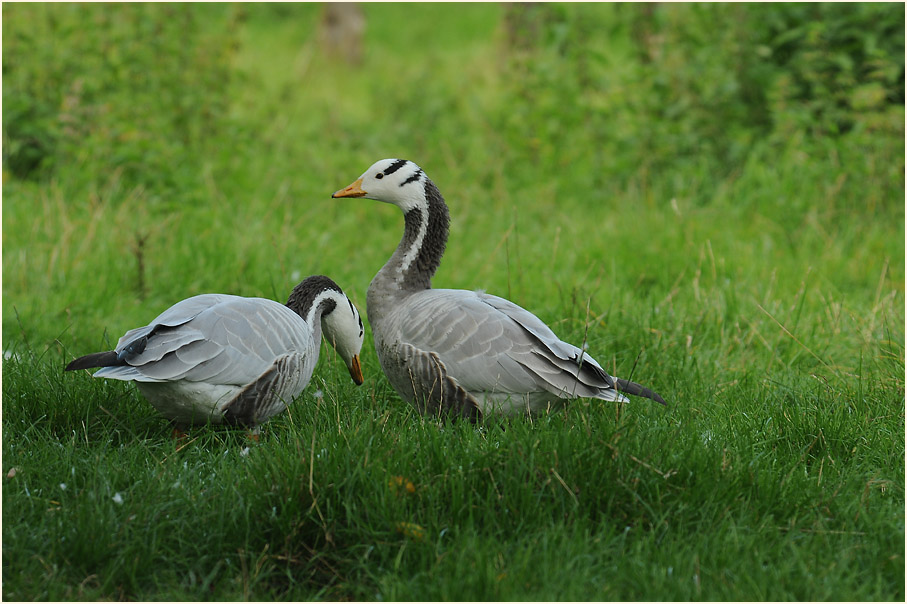 Streifengans (Anser indicus)