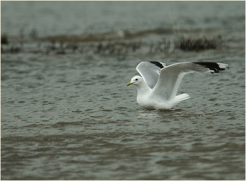 Sturmmöwe (Larus canus)