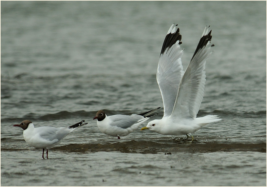 Sturmmöwe (Larus canus)
