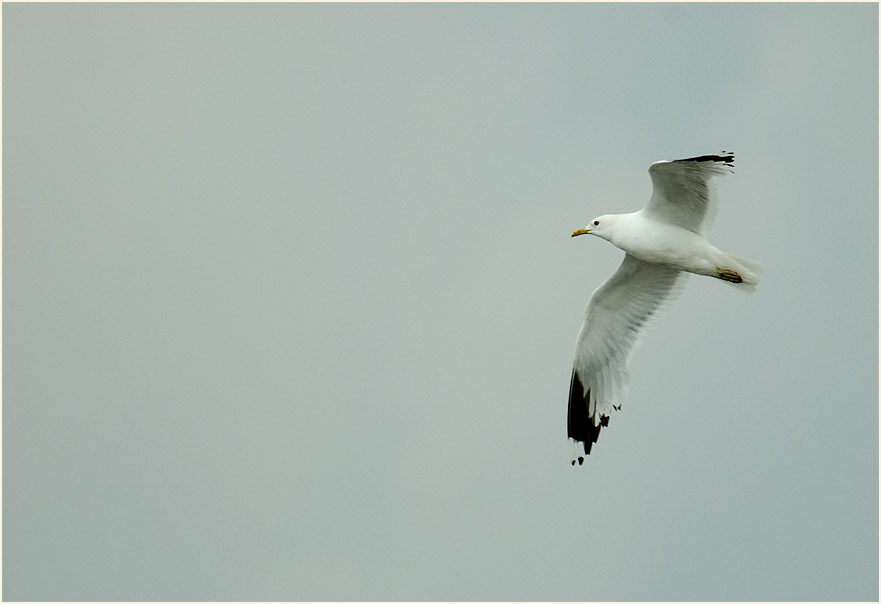 Sturmmöwe (Larus canus)