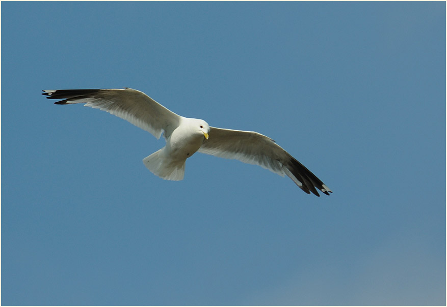 Sturmmöwe (Larus canus)