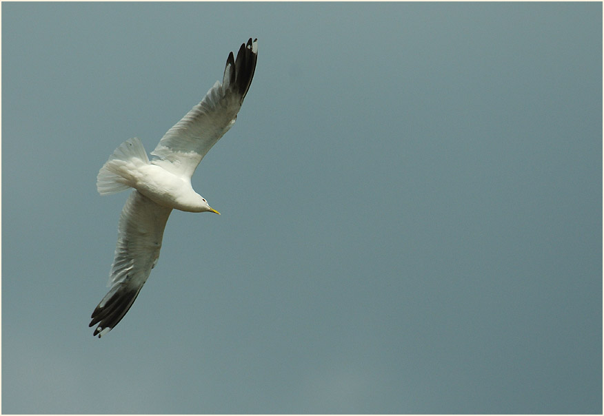 Sturmmöwe (Larus canus)
