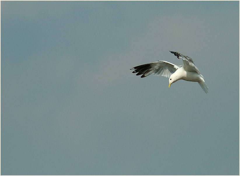 Sturmmöwe (Larus canus)