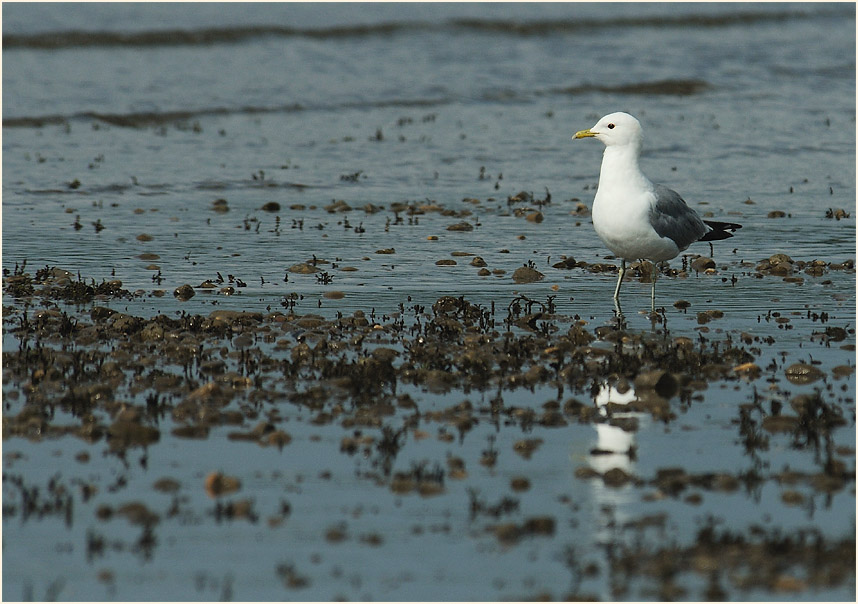 Sturmmöwe (Larus canus)