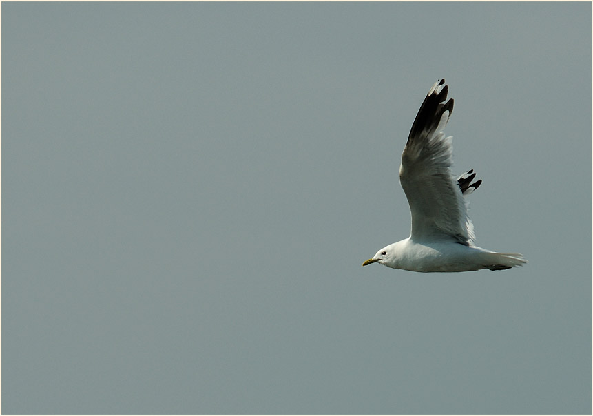 Sturmmöwe (Larus canus)