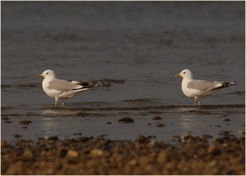 Sturmmöwe (Larus canus)