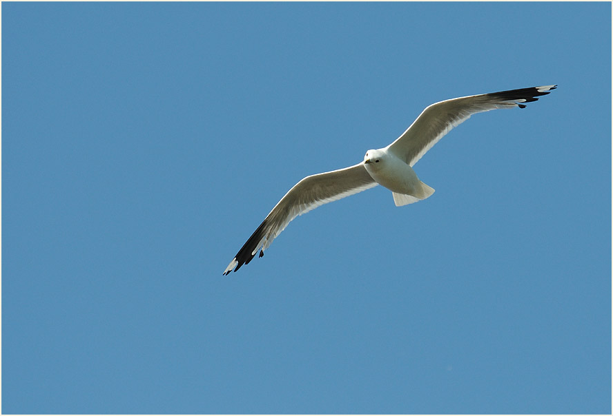 Sturmmöwe (Larus canus)