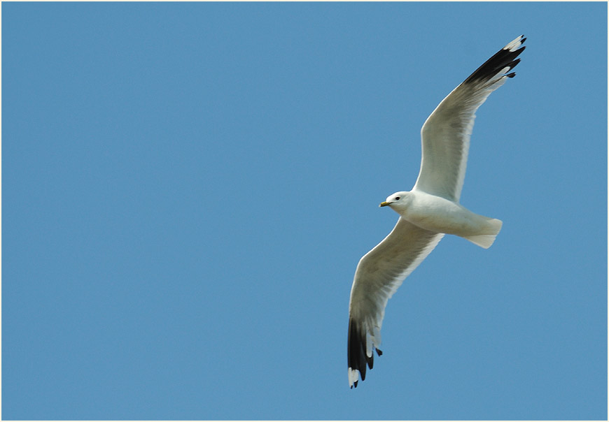 Sturmmöwe (Larus canus)