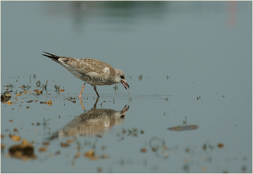 Junge Sturmmöwe (Larus canus)