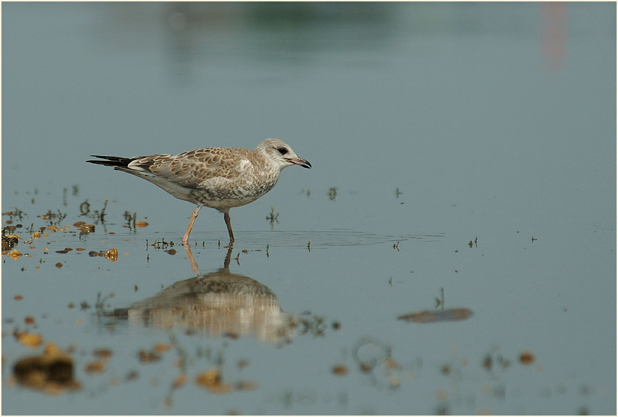 Junge Sturmmöwe (Larus canus)