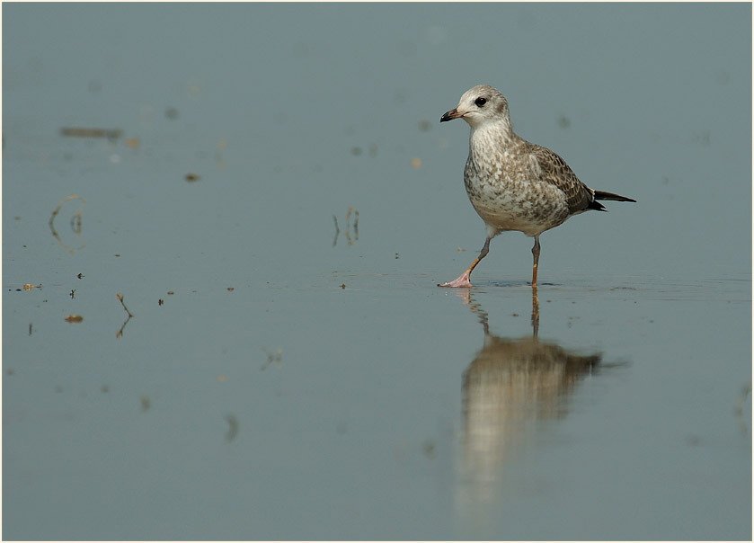 Junge Sturmmöwe (Larus canus)