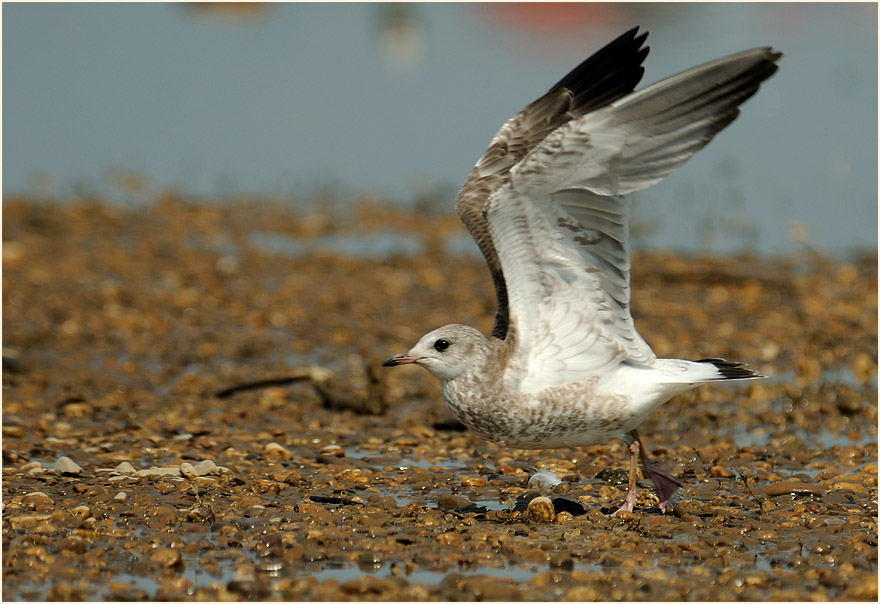 Junge Sturmmöwe (Larus canus)