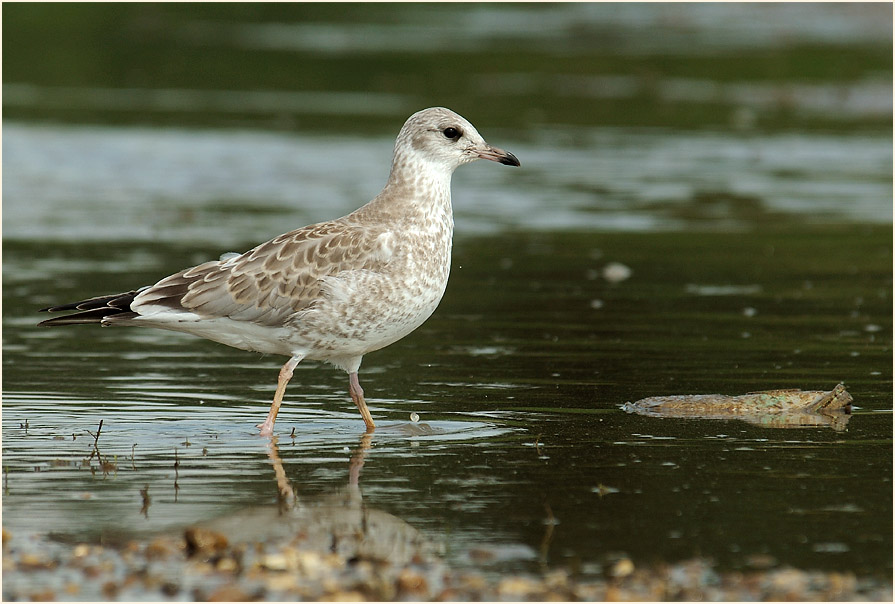 Junge Sturmmöwe (Larus canus)