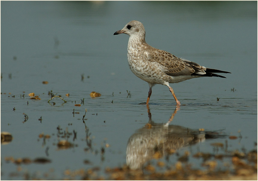 Junge Sturmmöwe (Larus canus)