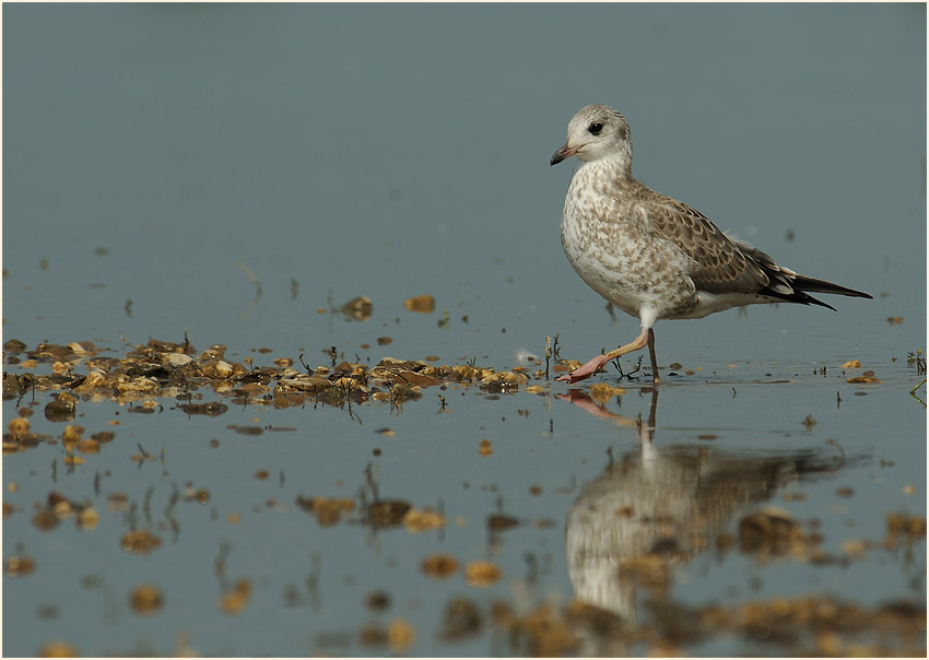 Junge Sturmmöwe (Larus canus)