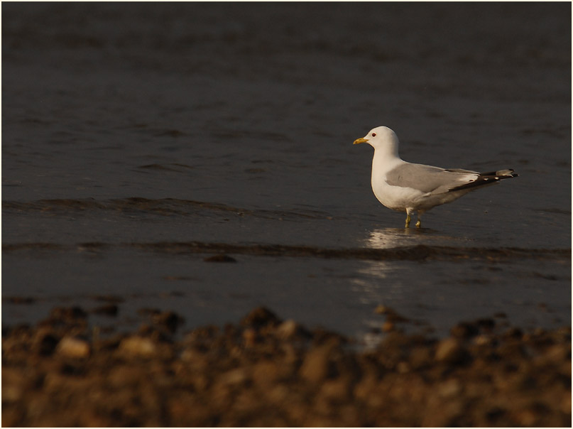Sturmmöwe (Larus canus)