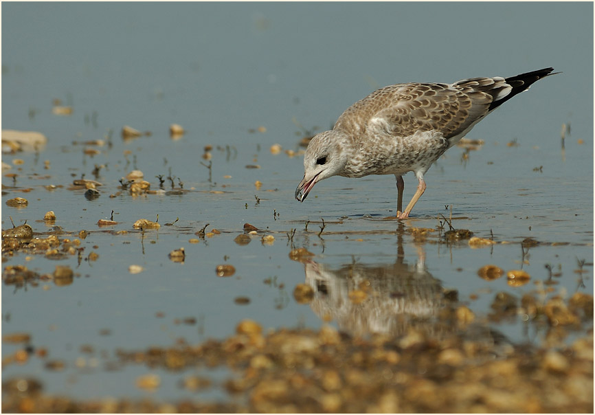 Junge Sturmmöwe (Larus canus)
