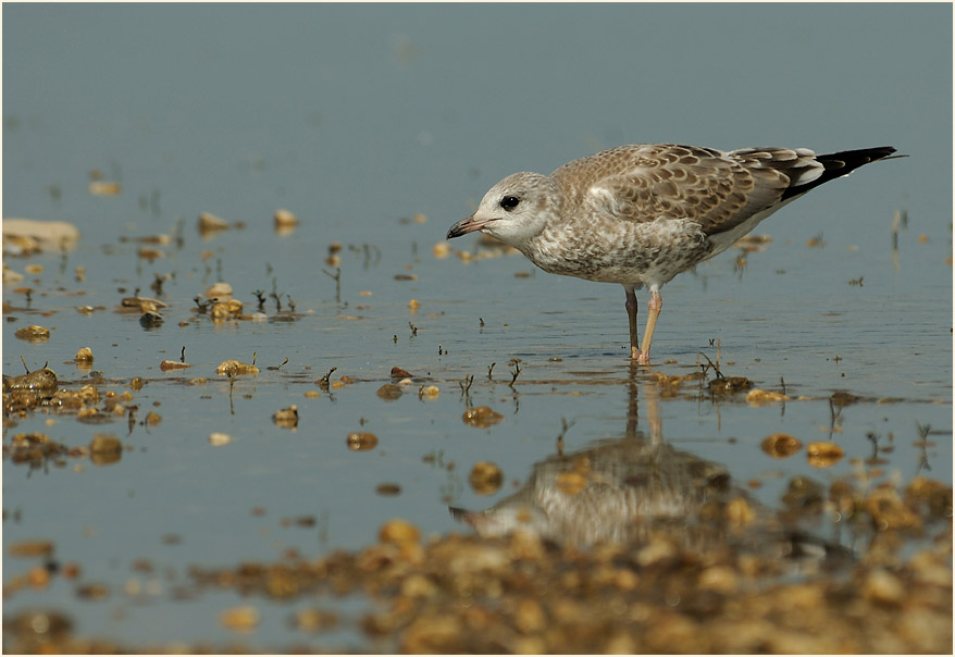 Junge Sturmmöwe (Larus canus)