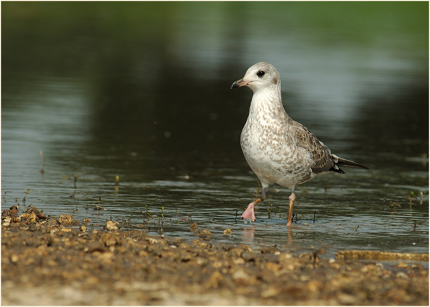 Junge Sturmmöwe (Larus canus)