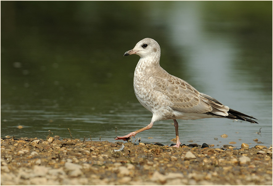 Junge Sturmmöwe (Larus canus)