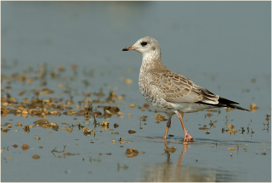 Junge Sturmmöwe (Larus canus)