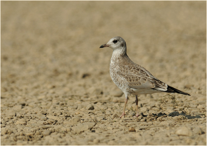 Junge Sturmmöwe (Larus canus)