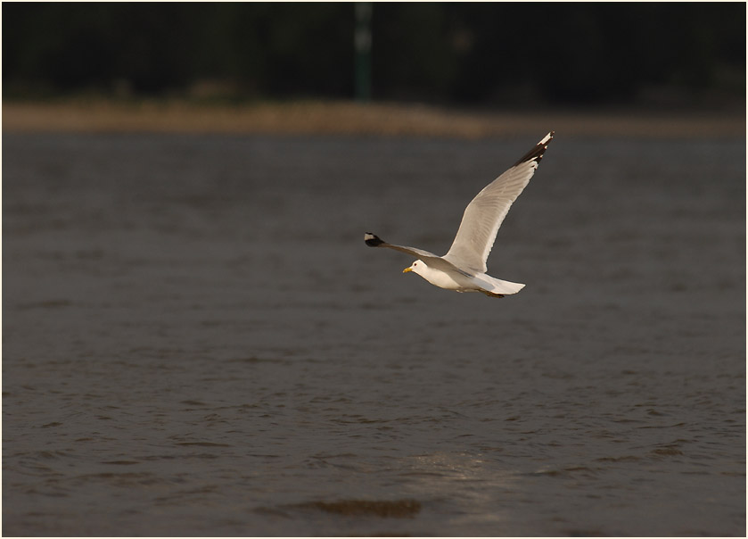 Sturmmöwe (Larus canus)